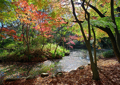 石神井公園